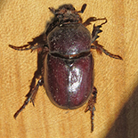 Anthrenus flavipes